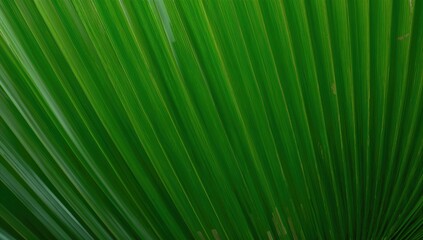 Obraz premium Vibrant fresh green palm leaves with detailed stripes and natural texture in an outdoor setting