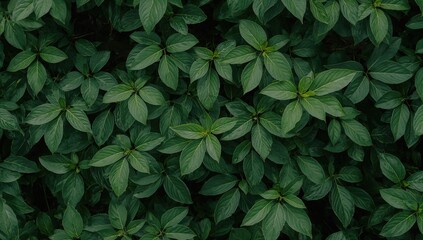 Close-up of lush green foliage with ample space for text