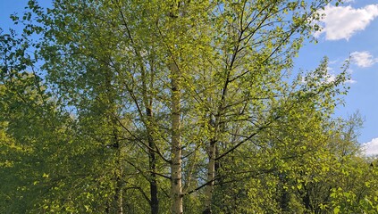 Obraz premium Vibrant Green Birch Illuminated by Sunlight