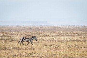 Naklejka premium a lone Zebra, walking across the landscape of the Ngorongoro Crater, Tanzania, Africa