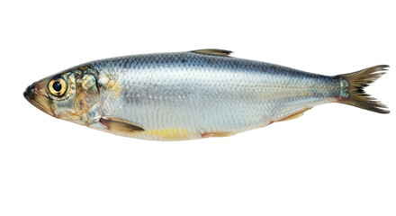 Obraz premium Silver Herring Fish Close-up Isolated on White Background