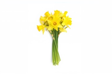 Cluster of yellow daffodil blossoms set against a white background