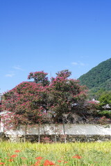 彼岸花咲く葛城古道