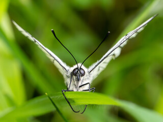 Newly Emerged Black-veined White Butterfly Drying Out