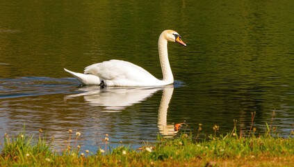 A graceful swan swimming elegantly with greenery in front