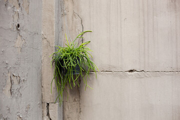 A wide-shot composition focusing on the corner where two rough urban walls meet—one with severely peeling paint and the other with a prominent horizontal crack. 