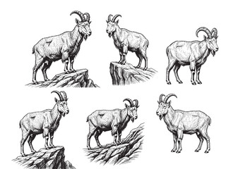 Mountain Goat Vintage Engraved Wildlife Illustration Isolated Vector Artwork