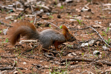 A gray squirrel with a red tail and ears in an autumn forest.