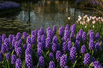 Muscari flower variety