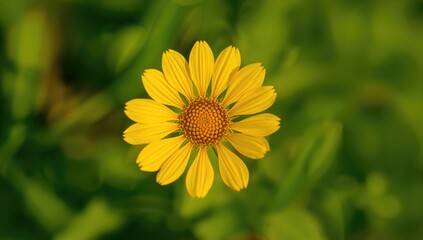 Obraz premium Detailed shot of a vibrant yellow Wedelia blossom fully opened with lush green foliage behind