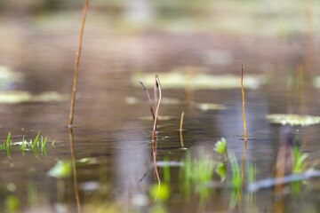 Bush sprouts stick out of the water in a pond.