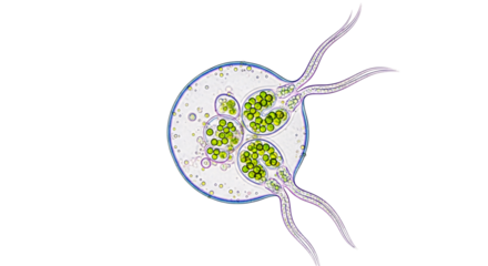 Microscopic view of a vibrant Volvox colony, showcasing its intricate cellular structure and green daughter cells within a translucent sphere.