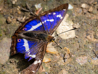 Purple Emperor Butterfly. Wings Open