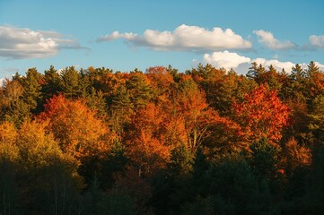 Fototapeta premium Sunlit Autumn Day Among Woodland Trees