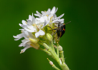 Close-up view of a black forest bug on a white meadow flower
