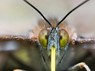 Purple Emperor Butterfly. Wings Open