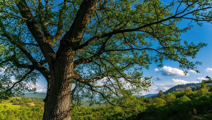 Obraz premium Close-up of a tree against a vibrant green backdrop and bright sky