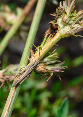 Brown grasshopper on a green grass stalk in summer