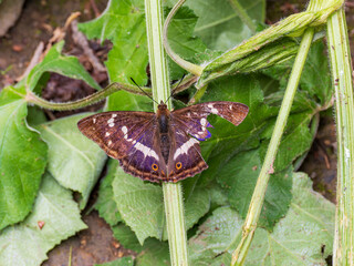 Purple Emperor Butterfly. Wings Open