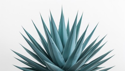 Isolated Agave titanota Plant on White Background