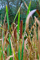 Fototapeta premium Long brown cattail inflorescences stand upright among tall green and dry stems against a backdrop of blurred trees. This image conveys the atmosphere of an autumn swamp or pond, emphasizing the vertic