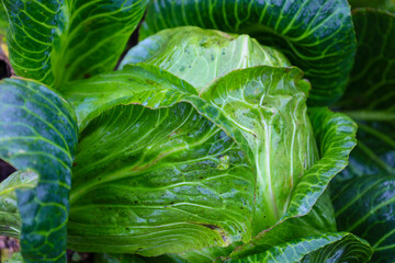 Fototapeta premium A large, succulent head of white cabbage, covered with shiny green leaves, grows in a garden patch. This close-up image emphasizes the texture and freshness of the organically grown vegetable.