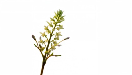 Tender and vibrant fumewort flower illuminated by gentle sunlight on a pale backdrop, symbolizing spring's renewal and eco-friendly travel themes