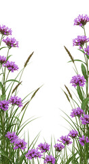 Obraz premium Elegant botanical frame of purple verbena flowers and wild grass on a white background