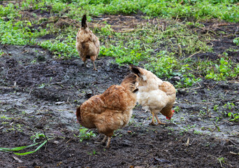 Three farm chickens of brown and cream colors search for food on muddy ground amidst patches of green growth. This scene conveys the atmosphere of agriculture and free-range poultry farming.