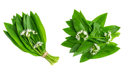  Bundle of wild garlic plants with green leaves and white blooms isolated on transparent background