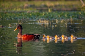 Muscovy duck and her five ducklings swimming in a lake within a public park