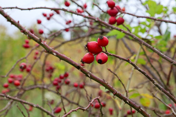 Bright red rose hips dangle from thorny branches against an autumnal, blurred background. These vitamin-rich berries are a vibrant highlight of wild nature during the gloomy season.