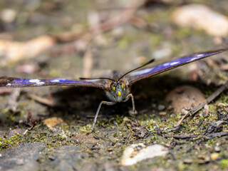 Purple Emperor Butterfly. Wings Open