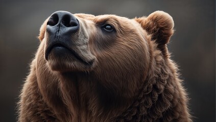 Close-up of a brown bear's face