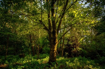 Fototapeta premium Exotic tree thriving deep within a lush tropical rainforest