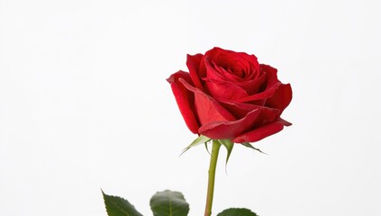 Fototapeta premium A single stunning crimson rose against a white background