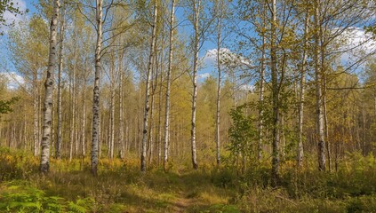 Fototapeta premium Forest of Birch Trees
