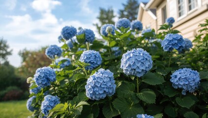Stunning Blue Hydrangeas Blossoming Near