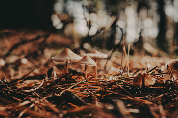 Mushrooms growing in a forest, a natural and earthy scene. Small mushrooms are growing in a bed of pine needles. Autumnal forest in a gloomy day.