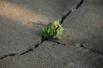 A fresh green sapling growing out of a crack in the concrete pavement in the sunlight, symbolizing resilience, strong vitality, and hope