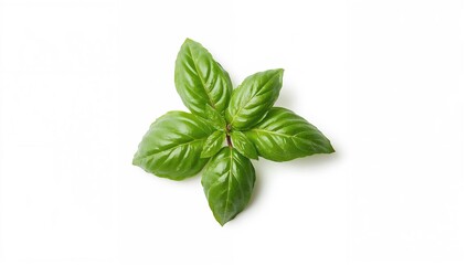 Obraz premium Fresh basil leaves on a plain white surface