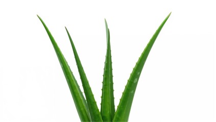Obraz premium A succulent aloe species displayed against a white backdrop