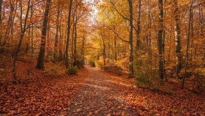 Fototapeta premium Forest trail covered with fallen leaves during the fall season in late autumn