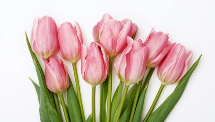 Fototapeta premium Bright pink tulips set against a plain white backdrop