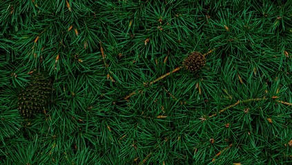 Detailed view of pine twigs featuring fresh green needles, emerging buds, and one cone on the side