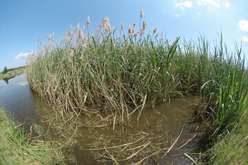 Obraz premium Circular fisheye view of a lakeside with tall reeds in a summer setting.