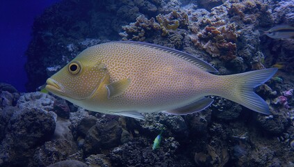 Groupers are fish from various genera within the Epinephelinae subfamily of the Serranidae family in the Perciformes order.