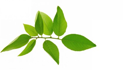 Fototapeta premium Detailed shot of vibrant green lemon foliage against a white backdrop, freshly harvested from an organic garden at home. Culinary theme.