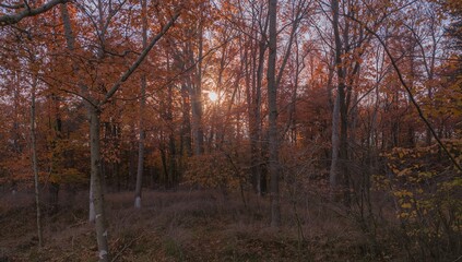 Fototapeta premium Early morning forest scene in late fall