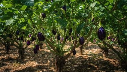 Fruit-bearing green eggplant plants thriving